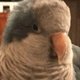 ParrotBro's Avatar