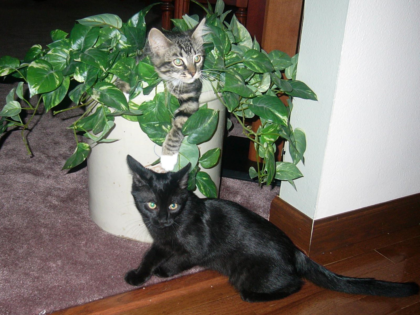 Name:  Tolouse and Allie kittens.jpg
Views: 247
Size:  311.0 KB