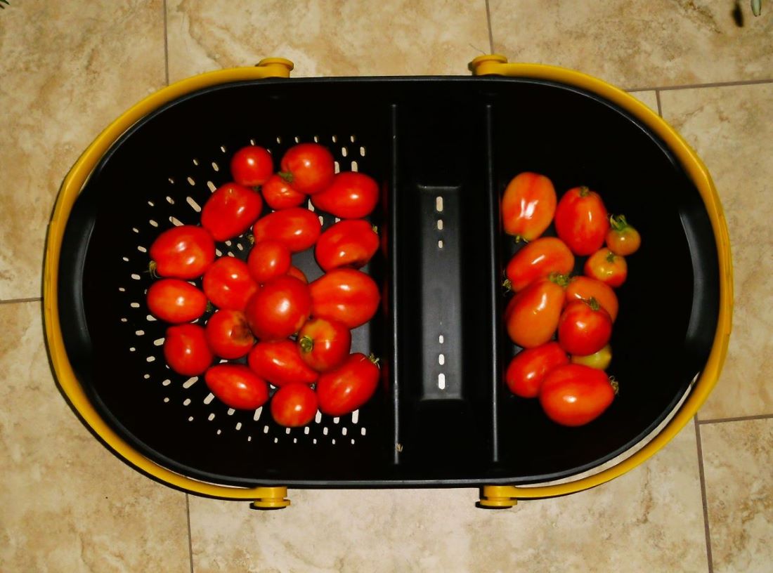 Name:  Tomatoes.jpg
Views: 478
Size:  107.0 KB