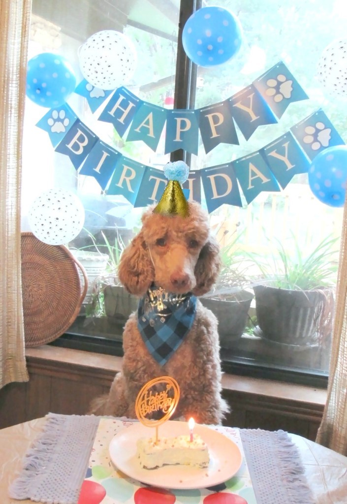 Name:  Shiloh-birthday2.JPG
Views: 1523
Size:  172.6 KB