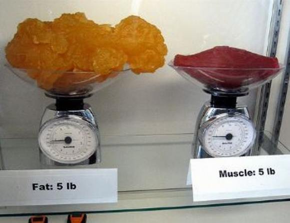 Name:  Fat and muscle..jpg
Views: 3459
Size:  27.6 KB