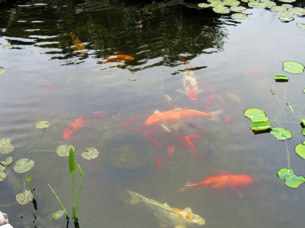 Name:  pond-fish.jpg
Views: 20487
Size:  648.7 KB