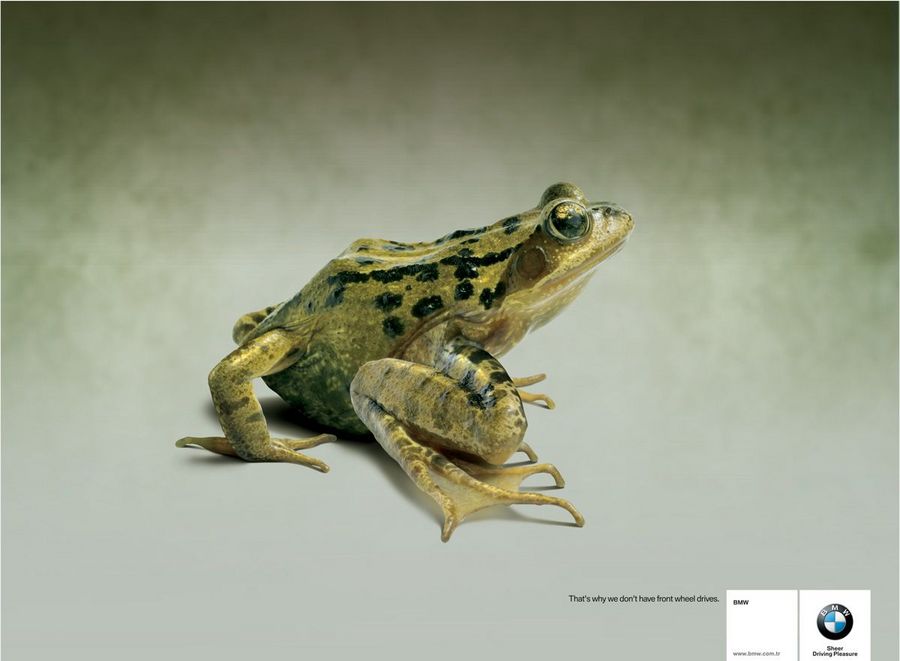 Name:  frog.jpg
Views: 4116
Size:  45.8 KB