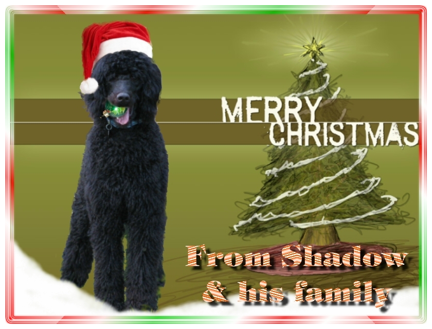 Name:  shadow-christmas-card-3.jpg
Views: 34612
Size:  291.5 KB